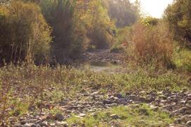 58 - Torrente Sterza Il corso d acqua si sviluppa per una lunghezza totale di 9 km, dei quali km nel comune di Sassetta, km nel comune di Bibbona, nel comune di Castagneto Carducci.