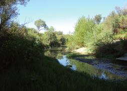 54 - Fiume Cecina Il Fiume scorre per 5 km nel comune di Cecina, corrispondenti al tratto terminale.