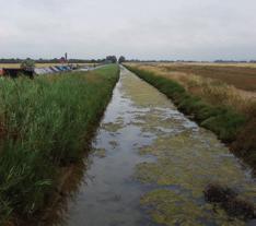 8 - Fosso Botrangolo Il corso d acqua si sviluppa per una lunghezza totale di 6 km, interamente ricadenti nel comune di Piombino. È affluente del Fosso Cervia.