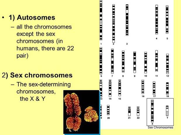 Cromosomi omologhi I cromosomi omologhi sono una copia di cromosomi, ognuno derivato da un genitore, che contengono le stesse sequenze geniche lineari.