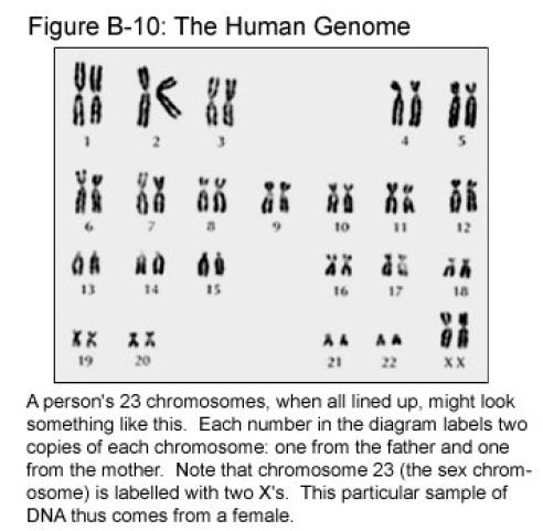 Cariotipo umano (femmina) Il genoma umano è composto da 23 tipi diversi di cromosomi.
