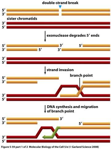 prolungata Profase della