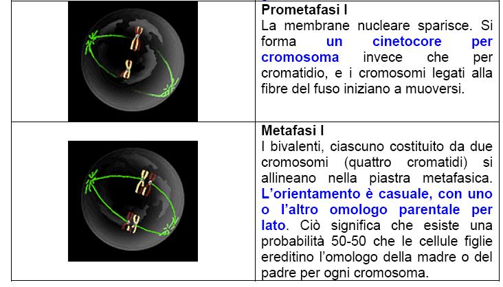 Proseguimento della Meiosi I dopo la