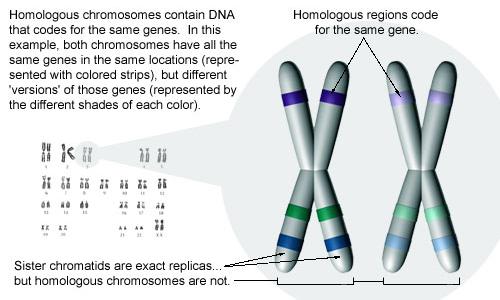 I cromosomi omologhi contengono DNA che codifica per gli stessi geni.