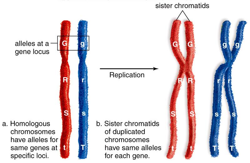 tonalità dello stesso colore). Regioni omologhe per lo stesso gene I cromatidi fratelli sono repliche esatte, ma i cromosomi omologhi non lo sono Cromosomi omologhi http://hopes.stanford.