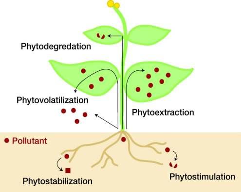 Principali tecniche di Phytoremediation per i suoli contaminati Pesticidi, TNT, MTBE, TCE Phytodegradation Mercurio Selenio TCE,