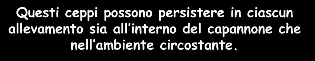 Alcuni ceppi di Campylobacter jejuni possono persistere da un ciclo all altro di allevamento (Zweifel et al,2008; Damjanova et al,2011) Questi ceppi possono persistere in