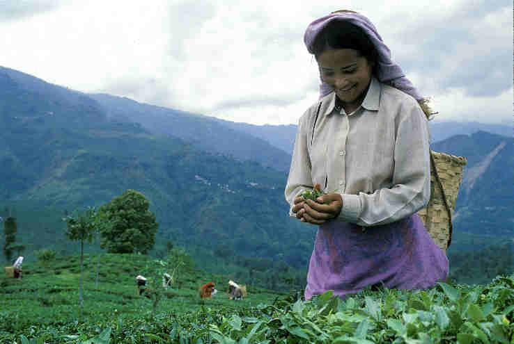 Il tè cresce nella regione del Darjeeling, nel Bengala Occidentale, la regione dalla quale provengono i più pregiati tè indiani e dove la tradizione è antica e raffinata.