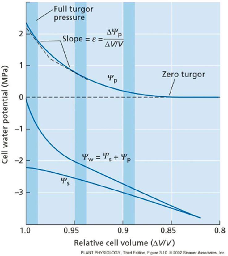 Strategie della pianta per ridurre il flusso idrico Oltre un certo limite (specifico: -15 ~ -20 bar) si abbassa anche Ψ p perdita di turgore e appassimento.