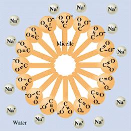 Sapone cleansing action simple Sale sodico (o di potassio) di un acido grasso a lunga catena: cleansing action Si possono individuare una testa idrofilica (polare) e