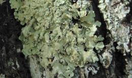 Licheni fogliosi: hanno un aspetto fogliaceo e sono formati da lamine con sviluppo parallelo
