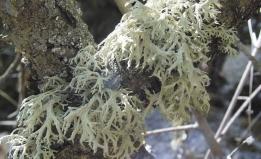 Licheni fruticosi: hanno struttura tridimensionale, crescono come cespugli perché si staccano