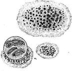 io con l aiuto dei licheni Morfologia I licheni sono organismi eterospecifici, costituiti dall
