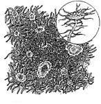 dei licheni, fornisce al fungo il glucosio dalla fotosintesi, il fungo procura all alga