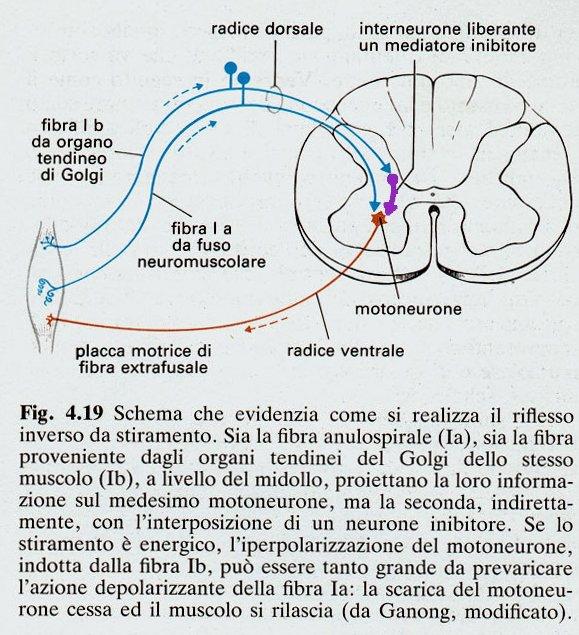 IL RIFLESSO INVERSO: L'INTEGRAZIONE I due neuroni sensitivi competono per eccitare il motoneurone: se lo stiramento è debole l'organo tendineo di Golgi non viene eccitato e prevale il riflesso