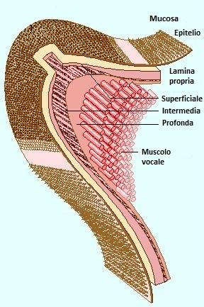 2.5 ISTOLOGIA DELLE CORDE VOCALI La mucosa delle corde vocali presenta proprietà vibratorie uniche e non riscontrabili in nessuna altra parte del corpo.