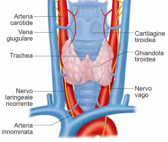 Il nervo laringeo superiore si divide, a livello del grande corno dell osso ioide, in due rami: uno esterno ed uno interno.
