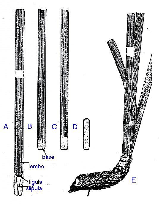 Figura 2 Foglie adulte (A e B); foglia intermedia (C); foglia giovanile (D) e fascio (E) (modificato da Flagella, 2010) In particolare le foglie adulte sono caratterizzate dalla presenza di un lembo