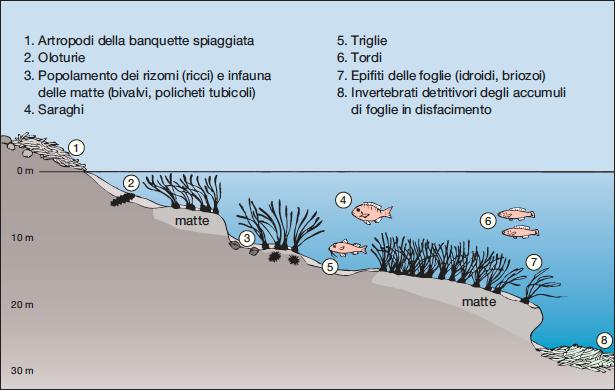 Figura 1. Ecosistema di una prateria di P. oceanica (modificato da Minelli et al.