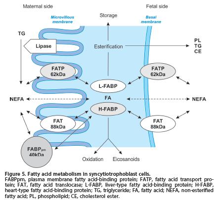 Il ruolo degli acidi grassi nel metabolismo materno-fetale Gli acidi grassi vengono captati dalla placenta come acidi grassi liberi o lipoproteine materne.