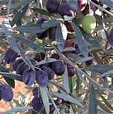 Scelta varietale Ogni varietà di olivo produce un olio con differente composizione e, per quanto riguarda la componente aromatica, è
