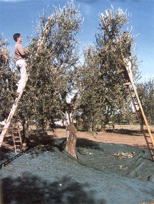 Fattori umani il grado di maturazione delle olive il loro stato