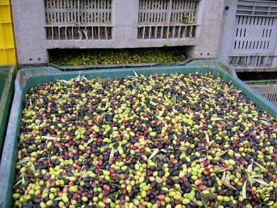 grado di maturazione delle olive Astringente.