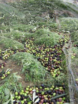 tecnologia di raccolta Rete. Sapore legato alla permanenza delle olive per molto tempo sulle reti utilizzate per la raccolta. Di terra.