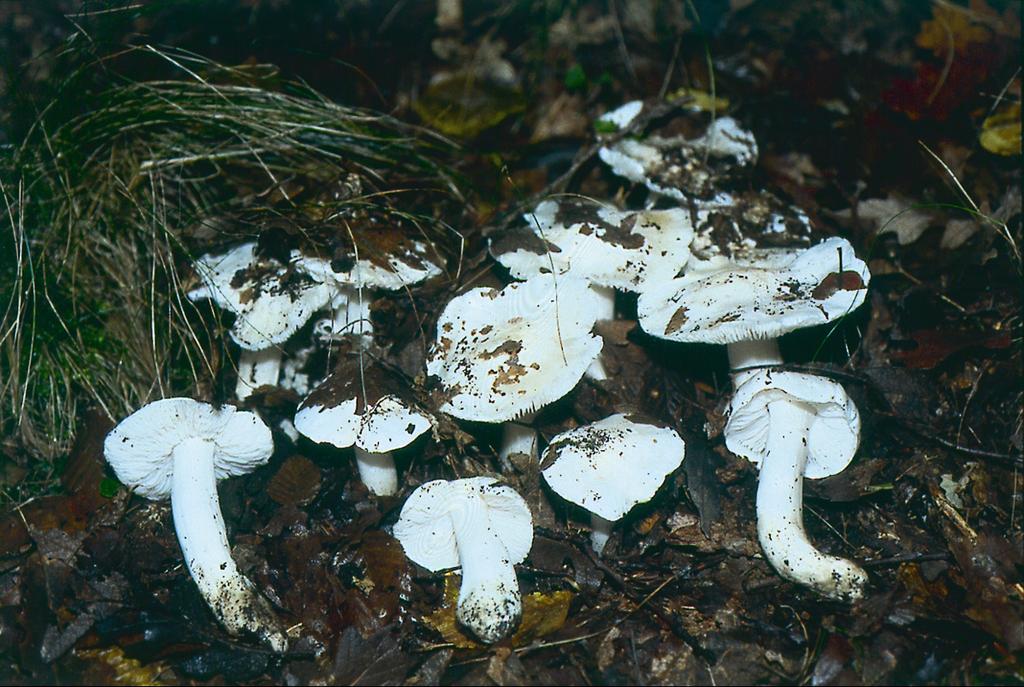 La risorsa FUNGO in Alta Valle del