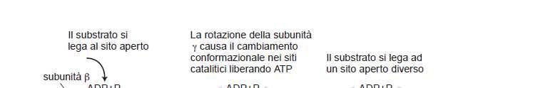 ATP sintetasi: