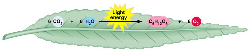 6CO 2 + 6H 2 O C 6 H 12 O 6 + 6O 2 K = 10-500 necessari 10 fotoni per