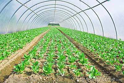 Oltre ai danni diretti, F. occidentalis può trasmettere il virus dell avvizzimento maculato del pomodoro (Tomato spotted wilt virus, TSWV) con gravi danni alla produzione.