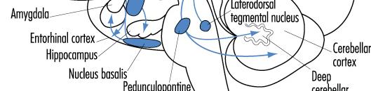 Causa della malattia di Alzheimer Degenerazione di neuroni colinergici, in particolare nell IPPOCAMPOe nella