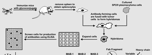 Cellule