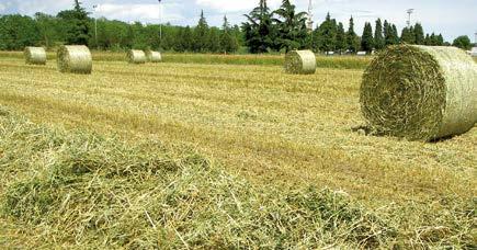 PROTÉ MIX pisello + veccia CONSIGLI DI SEMINA 50 Kg/ettaro in associazione a 100 Kg/ettaro di cereali Rustiche e dotate di un ottimo sviluppo vegetativo, queste leguminose contribuiscono al