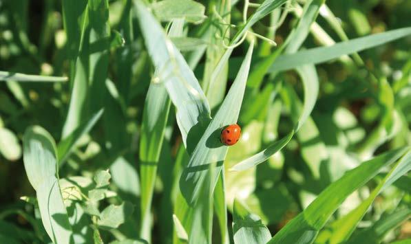 TRITI MIX triticale + pisello + avena + segale + veccia Questo miscuglio autunnale valorizza con le proteine del pisello foraggero e della veccia il mix di cereali immaturi.