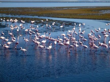 La vostra guida vi informerà circa le possibili attività da fare prima di raggiungere Swakopmund e vi offrirà la possibilità di effettuare prenotazioni in anticipo.