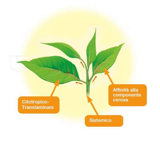 La nuova specialità contro botrite, oidio e sclerotinia La perfetta complementarietà e sinergia di azione di Fluopyram e Trifloxystrobin consentono di ottenere: Ampio spettro d azione: i due principi