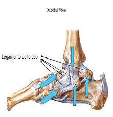 Apparato Legamentoso Mediale È composto dal solo legamento deltoideo che origina dal malleolo mediale e si porta in basso, verso l astragalo e il calcagno.