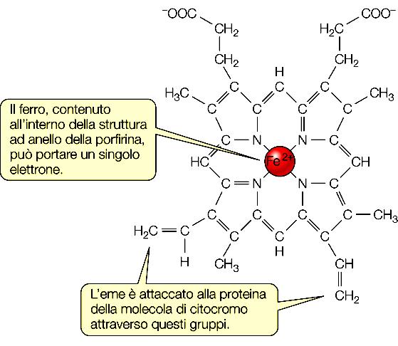 EME I citocromi rappresentano un grupo eterogeneo di molecole