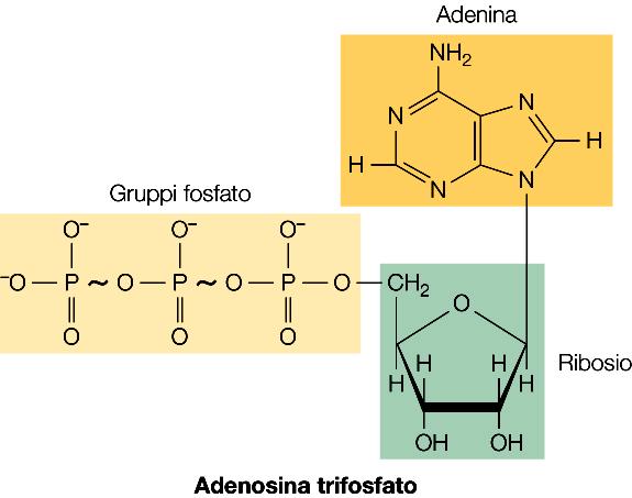 che si è instaurato attraverso la membrana