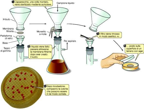 Conta vitale (concentrazione delle cellule mediante filtrazione)