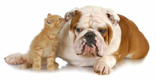 Armonyformula PET Armonyformula è un mangime complementare utile per migliorare il benessere di cani e gatti alterato da situazioni stressanti quali rumori forti (tuoni, fuochi artificiali), nuovi