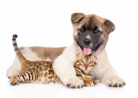 Energyformula PET Energyformula è un mangime complementare utile per migliorare il benessere di cani e gatti che possono manifestare carenze energetiche (per intensa attività sportiva o scarso