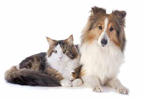 Flamformula PET Flamformula è un mangime complementare utile per migliorare il benessere dei cani e gatti che possono manifestare alterazioni dell'apparato muscolo scheletrico e/o pruriti (cute,
