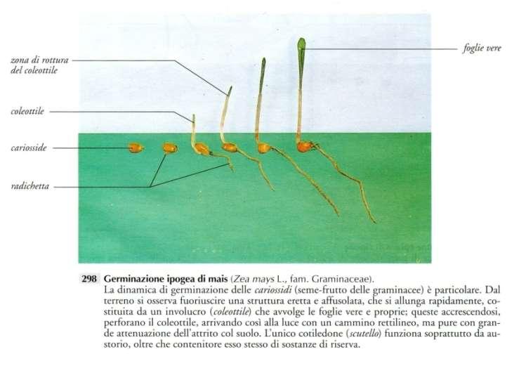 Speranza A., Calzoni G.L., 1996. Struttura delle piante in immagini.