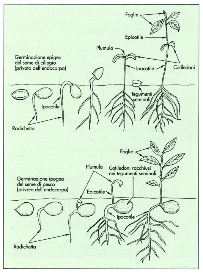 STRUTTURE DELLE GIOVANI PIANTE AL MOMENTO DELLA GERMINAZIONE DEL SEME Figura da: Fabbri, Produzioni vegetali, Calderini, 2001 Germinazione del seme delle piante Dicotiledoni.