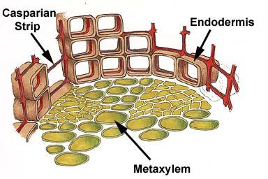 Le cellule dell endoderma presentano un ispessimento della parete primaria e l infiltrazione in essa e nella lamella mediana di suberina (Banda del Caspary) Il plasmalemma aderisce alla banda del