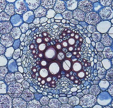 Cilindro centrale: tessuto vascolare (xilema, floema) periciclo: ammasso di cellule parenchimatiche che circonda il cilindro centrale Periciclo: Monostrato di cellule con solo parete