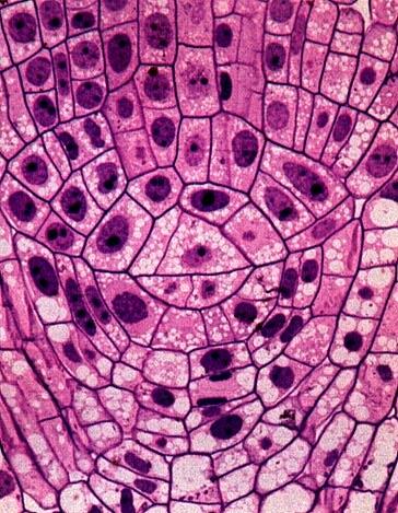 Organizzazione apicale delle radici Meristema apicale> cellule poliedriche